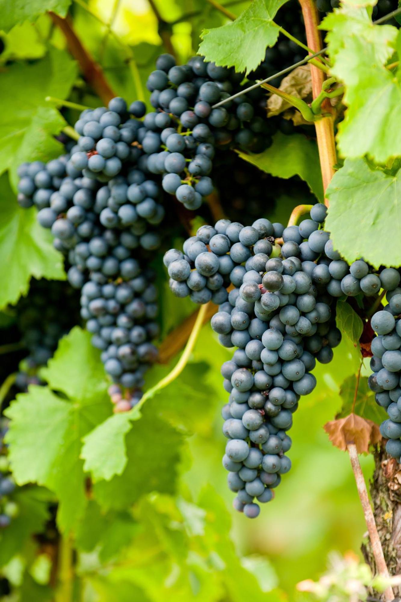 Wein- Und Sektgut Markus Hensler Briedel Exteriér fotografie