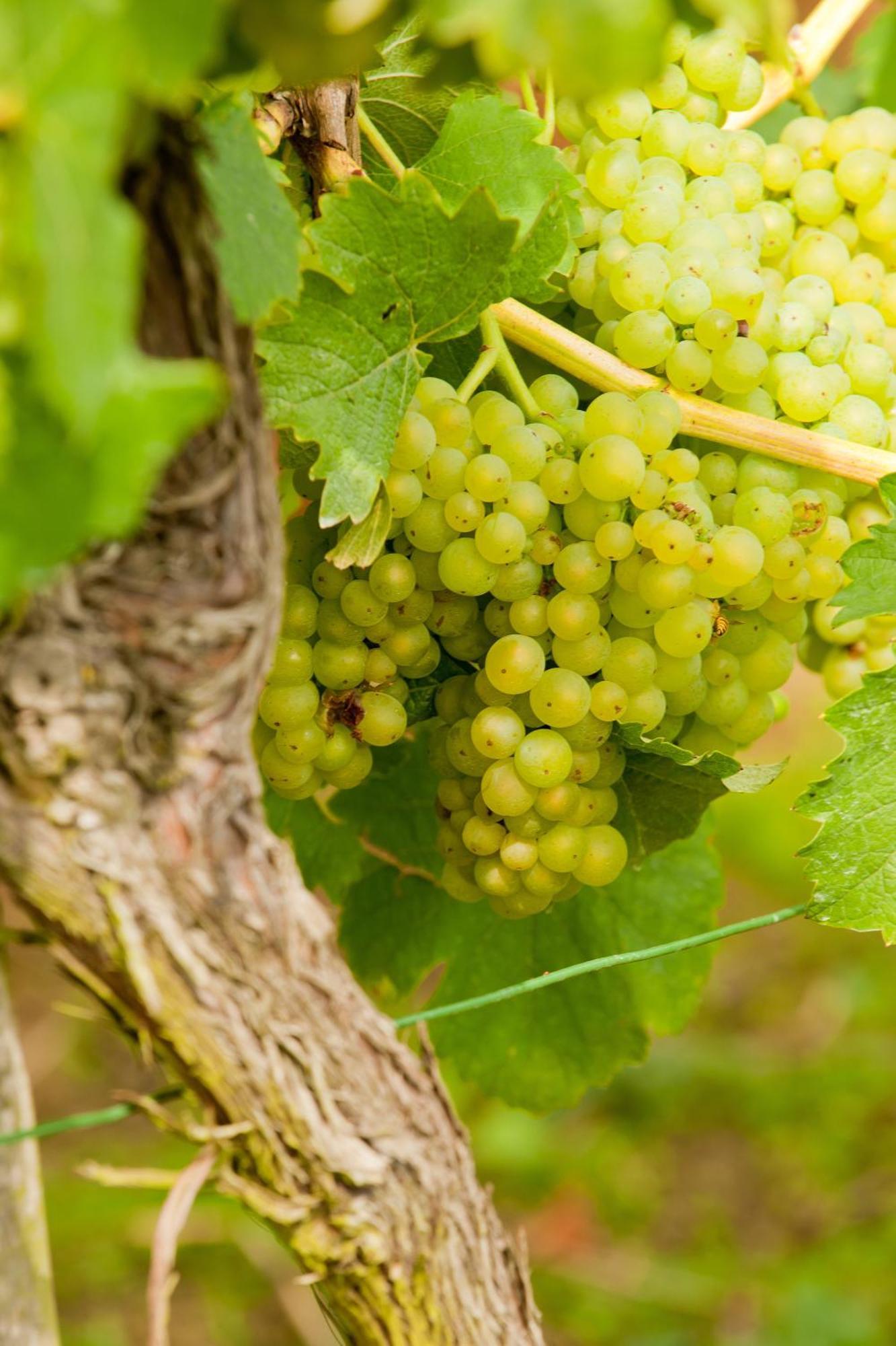 Wein- Und Sektgut Markus Hensler Briedel Exteriér fotografie